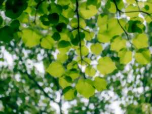 photo Fresque du climat