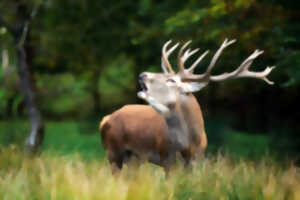photo A la découverte du Brame du Cerf