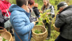 photo Cueillette et cuisine de plantes comestibles