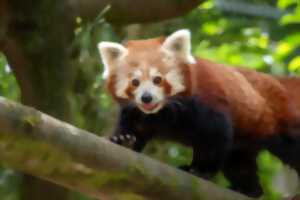photo Journée internationale des pandas roux