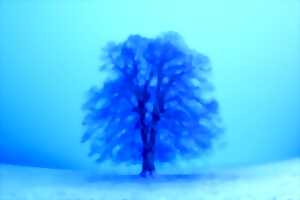 photo Winterreise : Voyage d'hiver de Schubert