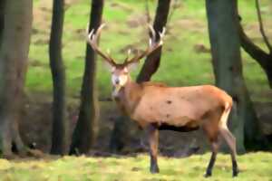 photo Vivre le brame du cerf