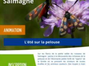 photo Animation nature - L'été sur la pelouse