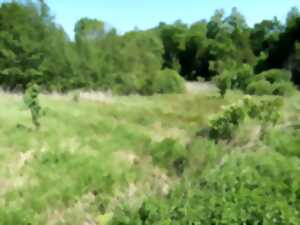 Visite du Marais de Maison Rouge