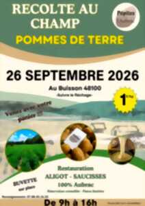 RÉCOLTE DE POMME DE TERRE AU CHAMP