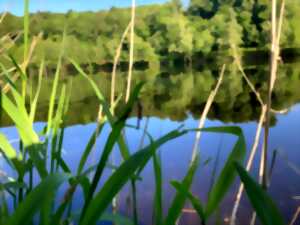 Atelier au potager en permaculture: zoom sur la mare et chantier de plantation