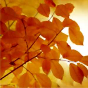 Racontines d'automne