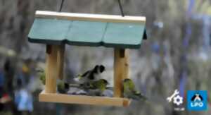 Conférence : Les Oiseaux du Jardin