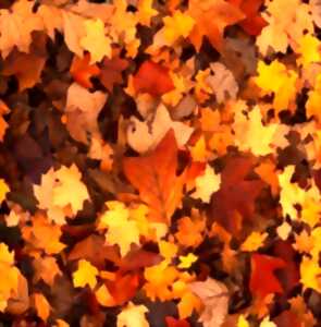 Petites histoires d’automne