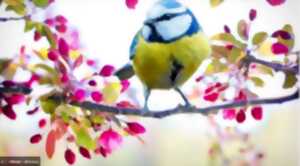 Découvrir les oiseaux dans les chemins de Vassy