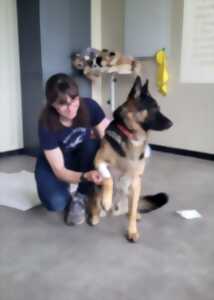 Formation aux premiers secours canins et félins