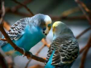Bourse aux oiseaux