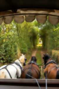 Balade en attelage