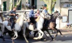 Calendrier Fete Votive 2023 Herault Hérault - - Fete Votive - Agenda Marsillargues 34590