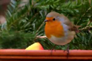 photo Découvrez les oiseaux de nos jardins avec un ornithologue passionné !