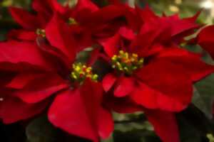 photo Atelier floral : la magie de Noël