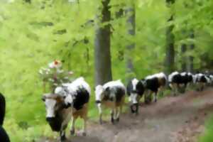 photo Transhumance à la ferme-auberge du Grand Ballon