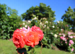 photo Fête des Roses