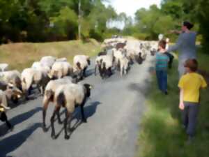 La route de la transhumance passe par Lerm et Musset