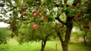 photo Cours de taille sur arbres fruitiers