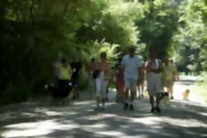 photo Marche gourmande d'Illhaeusern