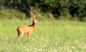 photo Le réveil des chevreuils