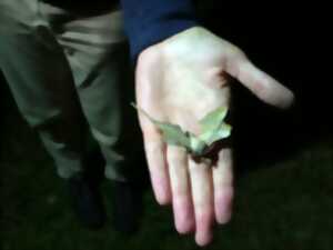 Sortie crépusculaire spéciale papillons de nuit à Terres d'Oiseaux