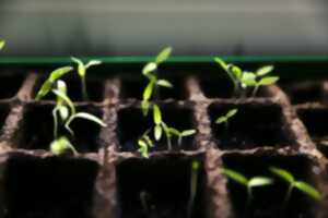 photo Marché aux Plantes