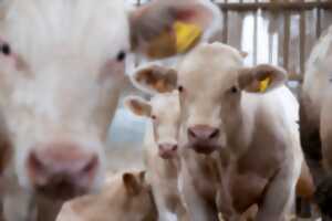 photo Visite guidée de l'élevage bovin Daul-Boime : de l'alimentation animale à la fertilisation des sols