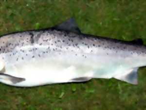 peche truite seine maritime