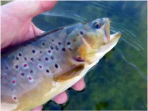 peche truite seine maritime