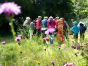 CUEILLETTE ET DÉGUSTATION DE PLANTES SAUVAGES