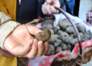 Marché de Noël et Fête de la Truffe