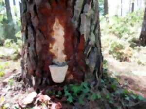 photo Dans le pin tout est bon : découverte du gemmage