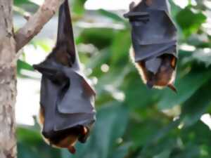 photo Nuit de la chauve-souris au Zoo